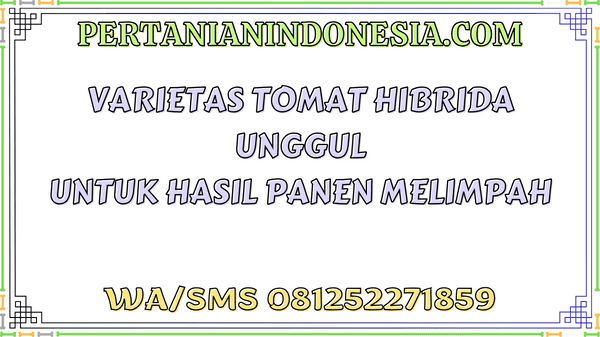Varietas Tomat Hibrida Unggul untuk Hasil Panen Melimpah